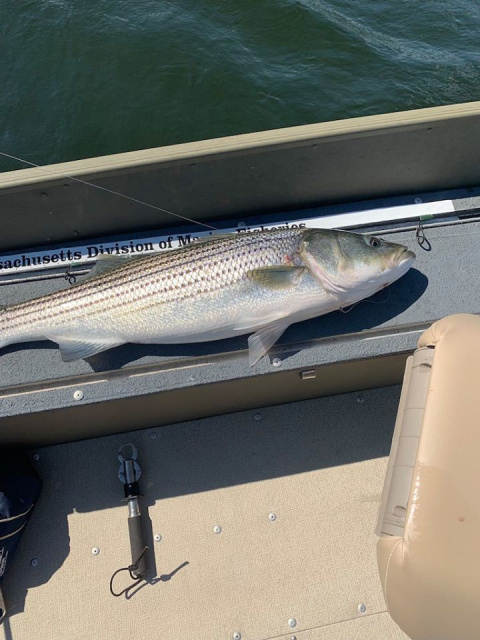 Striper Fishing the Merrimack River